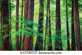 floresta redwood