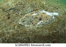 flounder