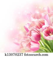 Flowers blooming tulips Flowers blooming tulips