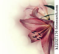 Flowers Flowers