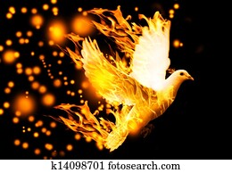 flying dove on fire flying dove on fire