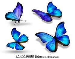 Four blue butterfly Four blue butterfly