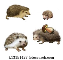 four-toed, ακανθόχοιρος, atelerix, albiventris, 3, βδομάδα, γριά, mushroom.