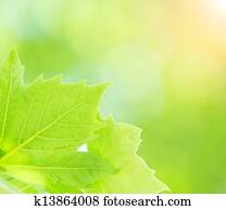 Fresh green tree leaves
