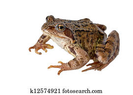 frog frog