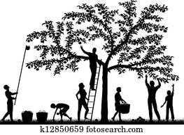 Fruit harvest Fruit harvest