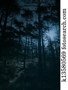 Full moon forest