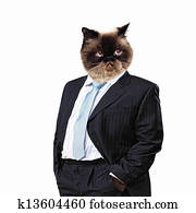Funny fluffy cat in a business suit
