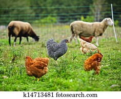 galinhas, e, sheep, pastar, ligado, orgânica, fazenda