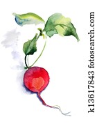 Garden radish Garden radish
