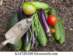 Garden Vegetables Garden Vegetables