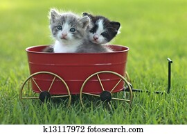 gatinhos, ao ar livre, em, luz natural