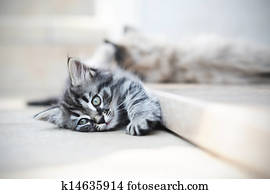 gatinhos, é, engraçado