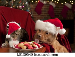 gato, e, cão, devouring, santa, biscoitos, e, leite