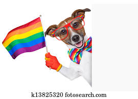 gay pride dog gay pride dog