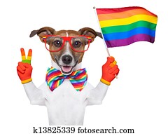 gay pride dog gay pride dog