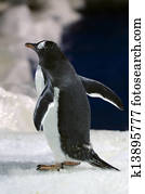 Gentoo Penguin - Pygoscelis papua