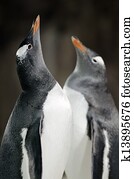 Gentoo Penguin - Pygoscelis papua