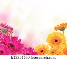 gerber, flores, com, livre, espaço, para, texto