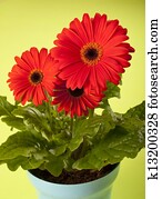 gerbera