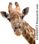 girafa, closeup