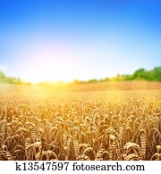 goldenes, weizen- feld goldenes, weizen- feld