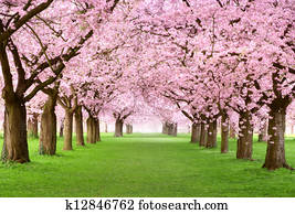 Gourgeous cherry trees in full blossom