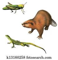 Grasshopper, Beaver, and Lizard Grasshopper, Beaver, and Lizard