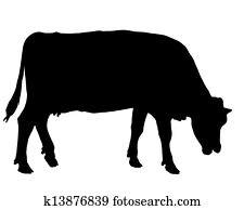 Grazing cow Grazing cow