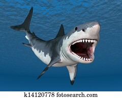 Great White Shark Great White Shark