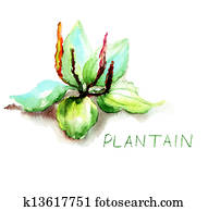 Greater Plantain Greater Plantain