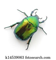 green beetle green beetle