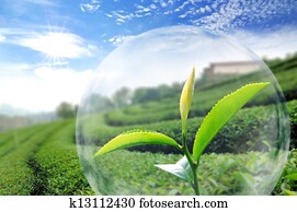 Green tea leaf organic