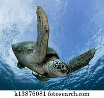 green turtle green turtle