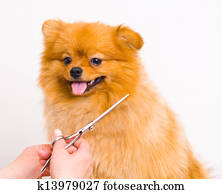 Grooming pomeranian dog Grooming pomeranian dog