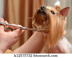 grooming grooming