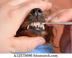 grooming grooming