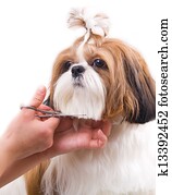 Grooming the Shih Tzu dog Grooming the Shih Tzu dog