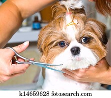 Grooming the Shih Tzu dog Grooming the Shih Tzu dog