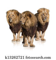 Group Of Wild Lions