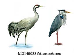guindaste, bird., heron., hern., detalhado, imagem, de, um, cinzento, egret, wader. guindaste, bird., heron., hern., detalhado, imagem, de, um, cinzento, egret, wader.