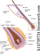 Hair follicle Hair follicle