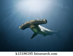 Hammerhead shark digital painting Hammerhead shark digital painting