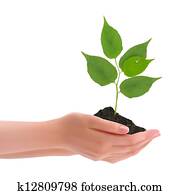 Hands holding young plant  