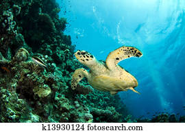 hawksbill sea turtle hawksbill sea turtle