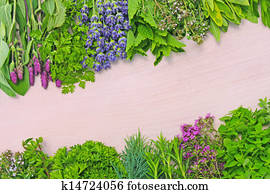 herbs herbs