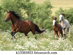 Herd of horses running Herd of horses running