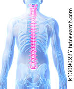 Highlighted human spine Highlighted human spine
