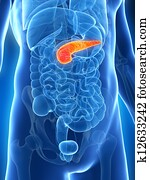 Pancreas Illustrations | Our Top 1000+ Pancreas Stock Art | Fotosearch