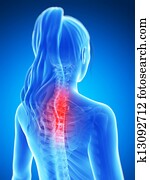 Highlighted neck Highlighted neck